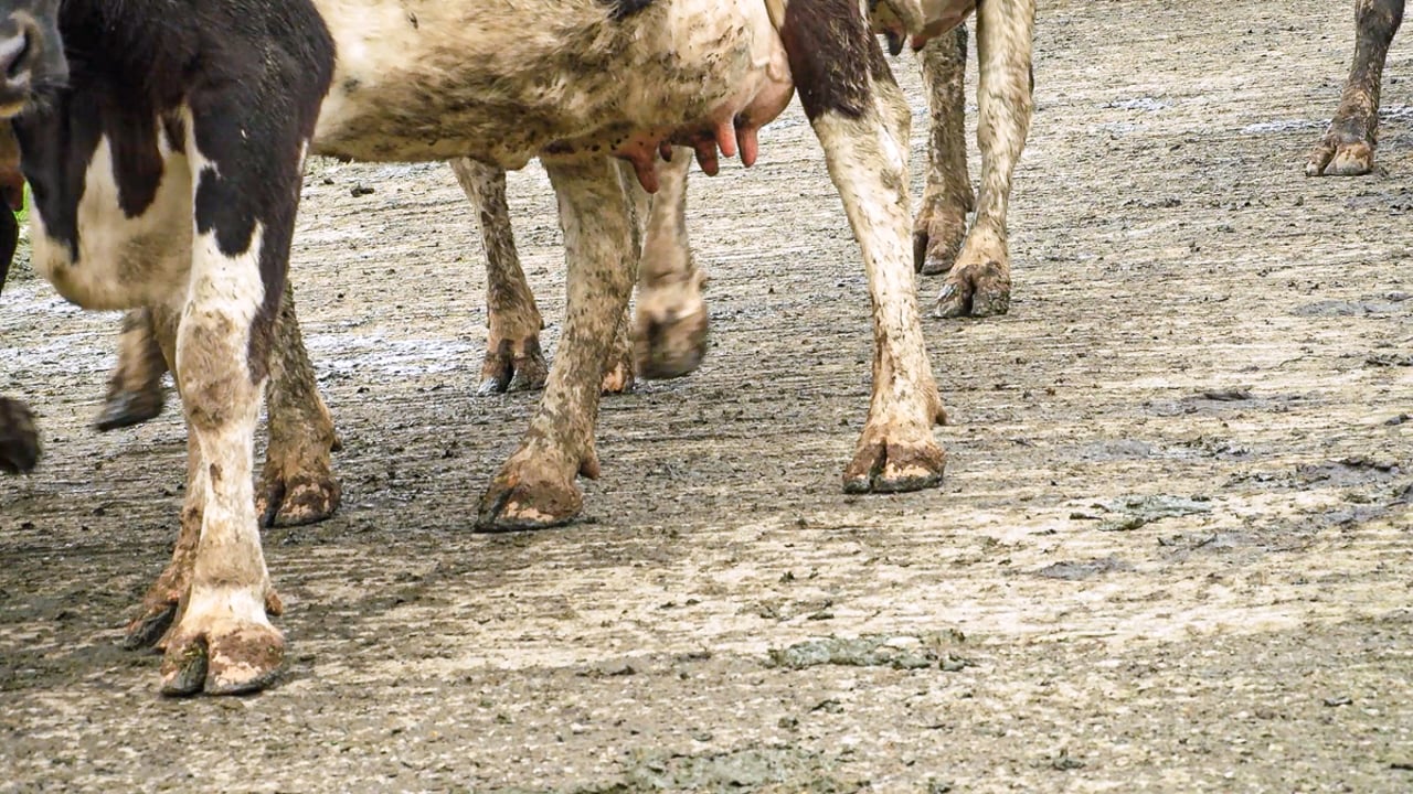 FUW calls for government support for Mona Dairy after factory closure