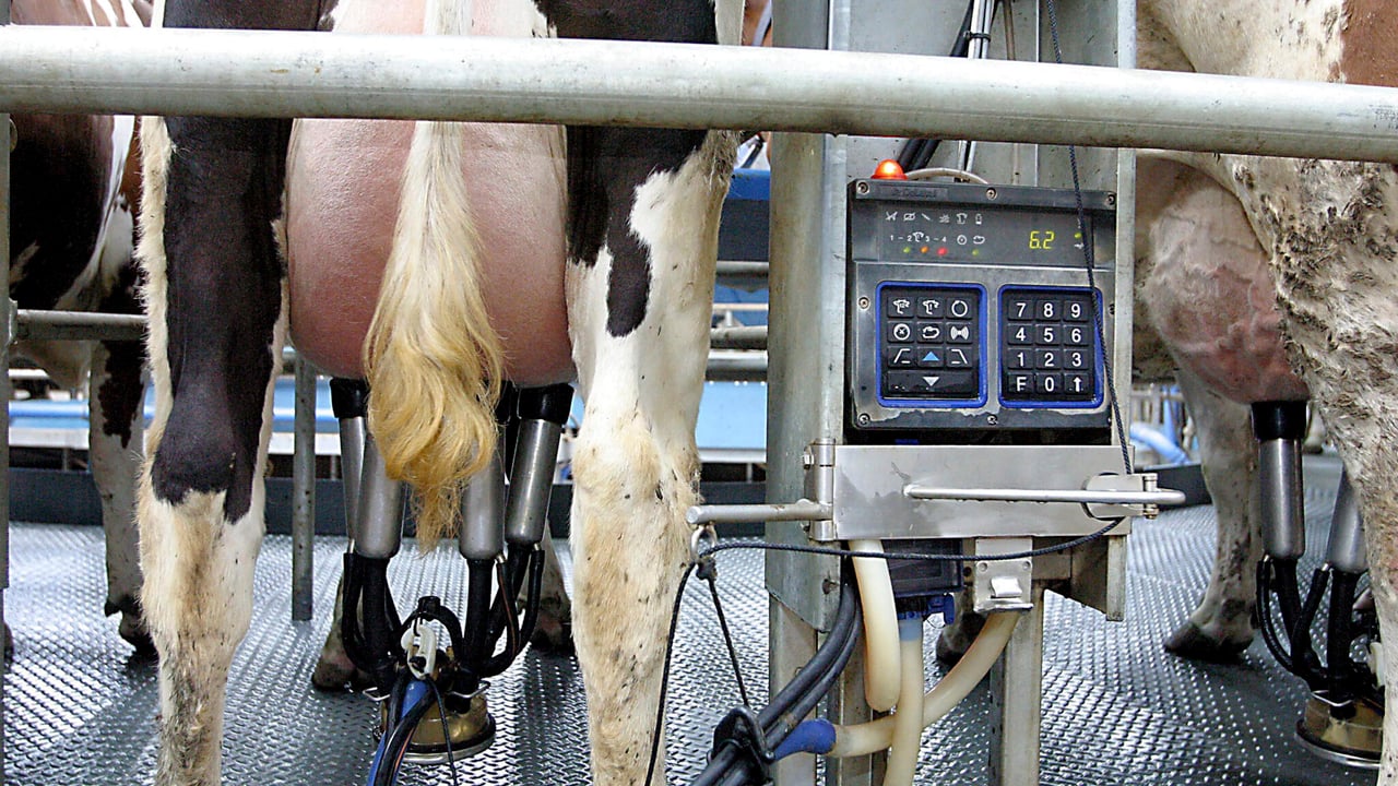Dairy advice: Time for tail clipping to take place