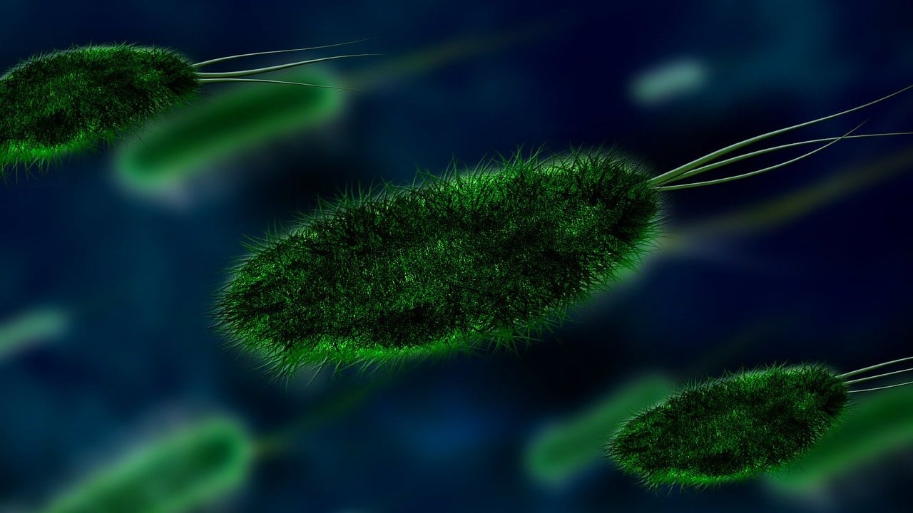 Research: Antibiotic removal not a ‘reset button’ for AMR