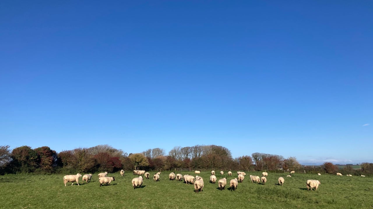 Applications open for innovative sheep farm visit to Scotland