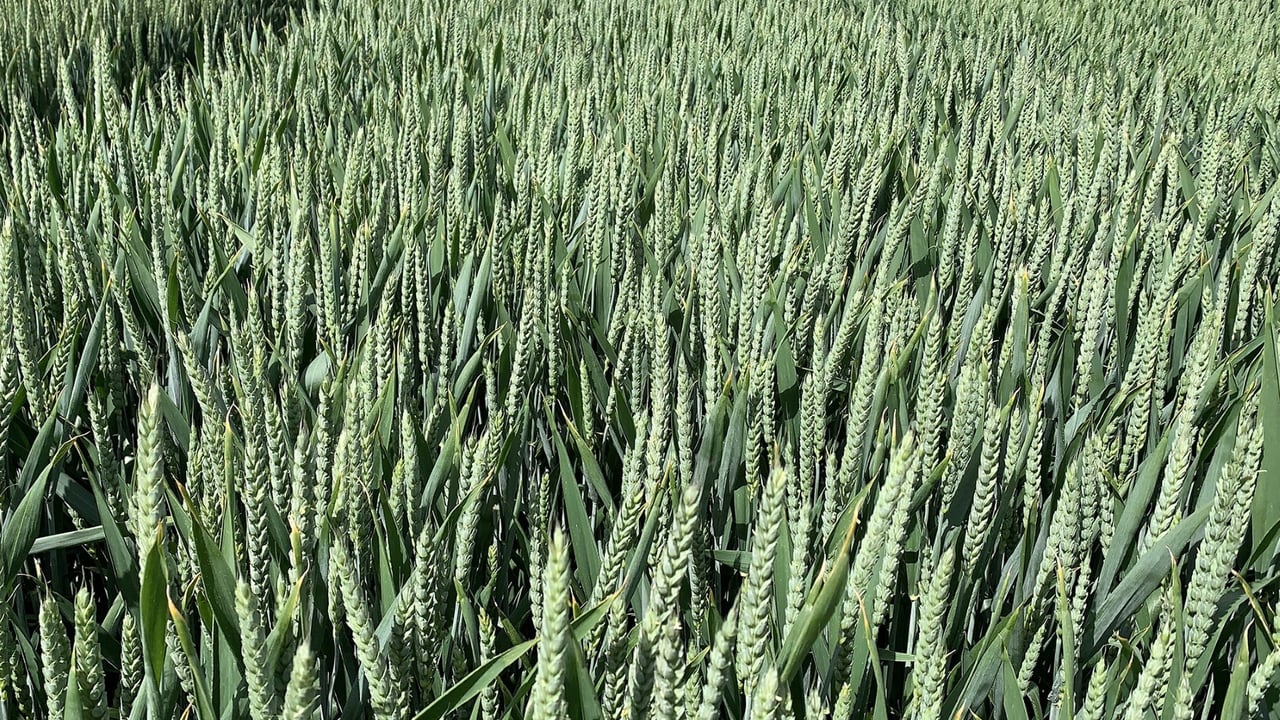 New Syngenta winter cereal varieties added to AHDB Recommended Lists