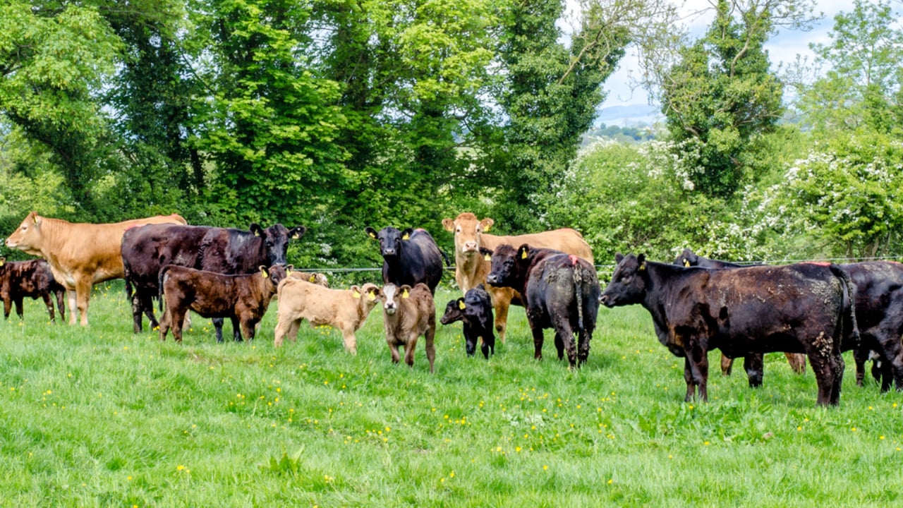 Botulism outbreaks result in death of over 700 cattle in England