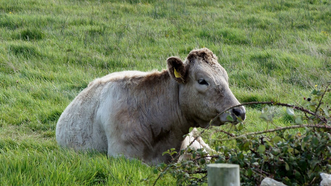 7 cases of bluetongue virus detected in Kent