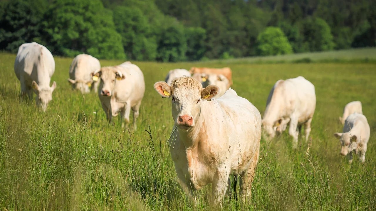 Deadline for suckler beef calf scheme fast approaching