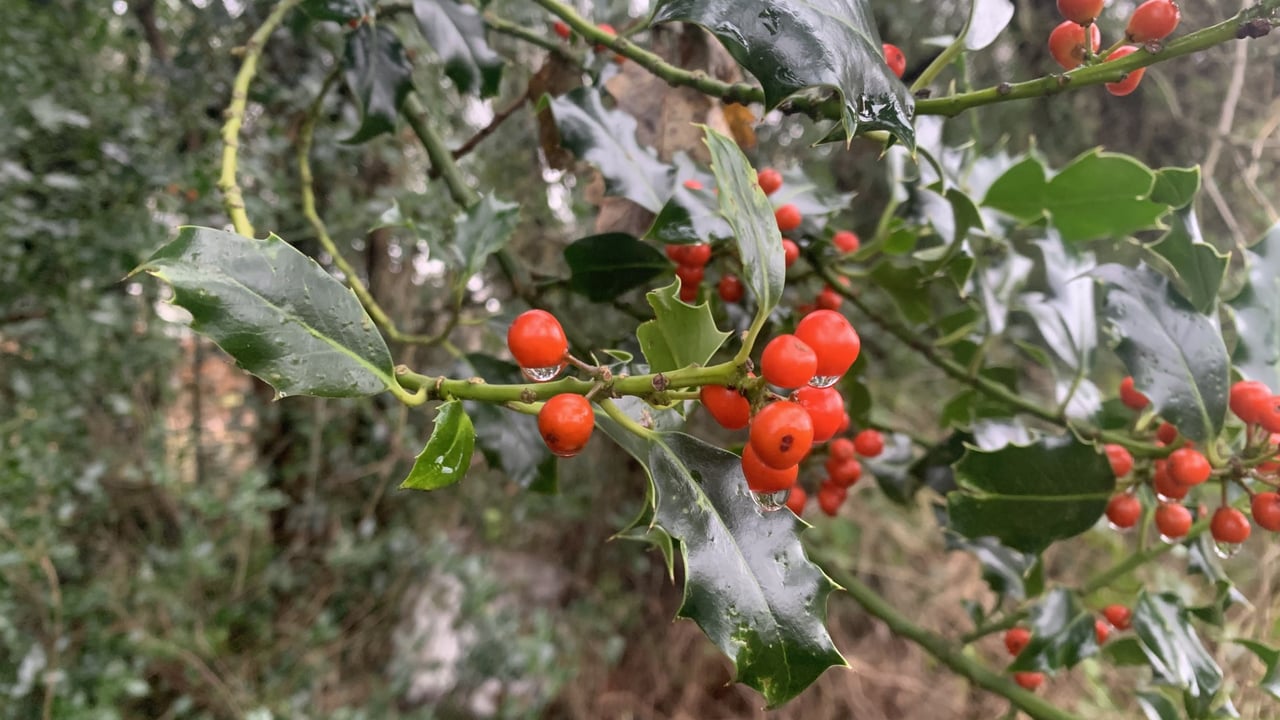 Reflection: Holly – the first sign of Christmas