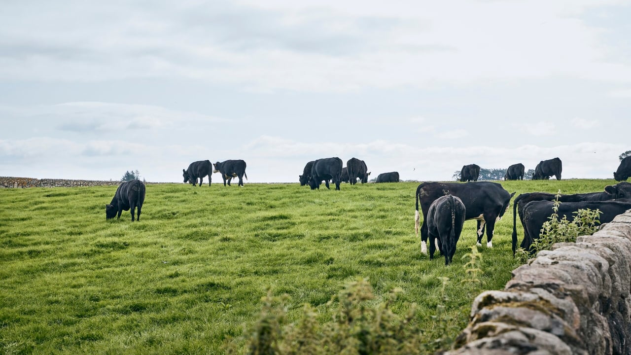 Co-op’s new sustainability pilot aims to ‘reward’ beef farmers