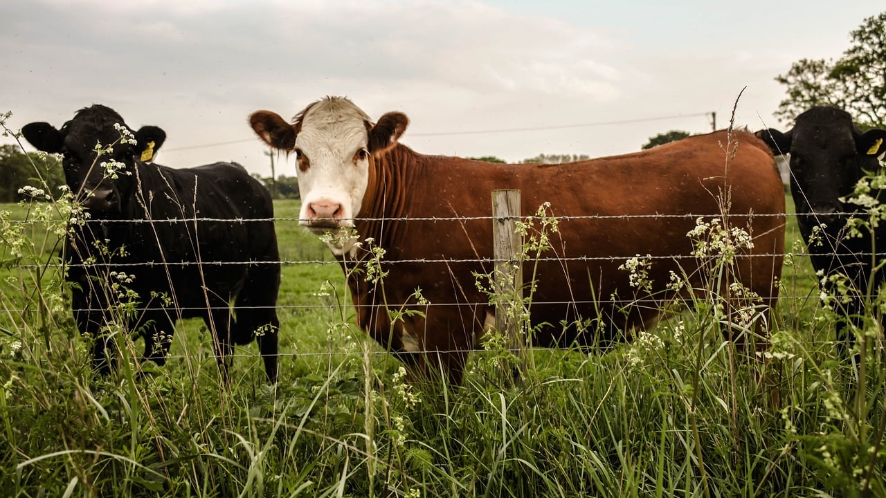 PETA requests roadside memorial for cows following incident