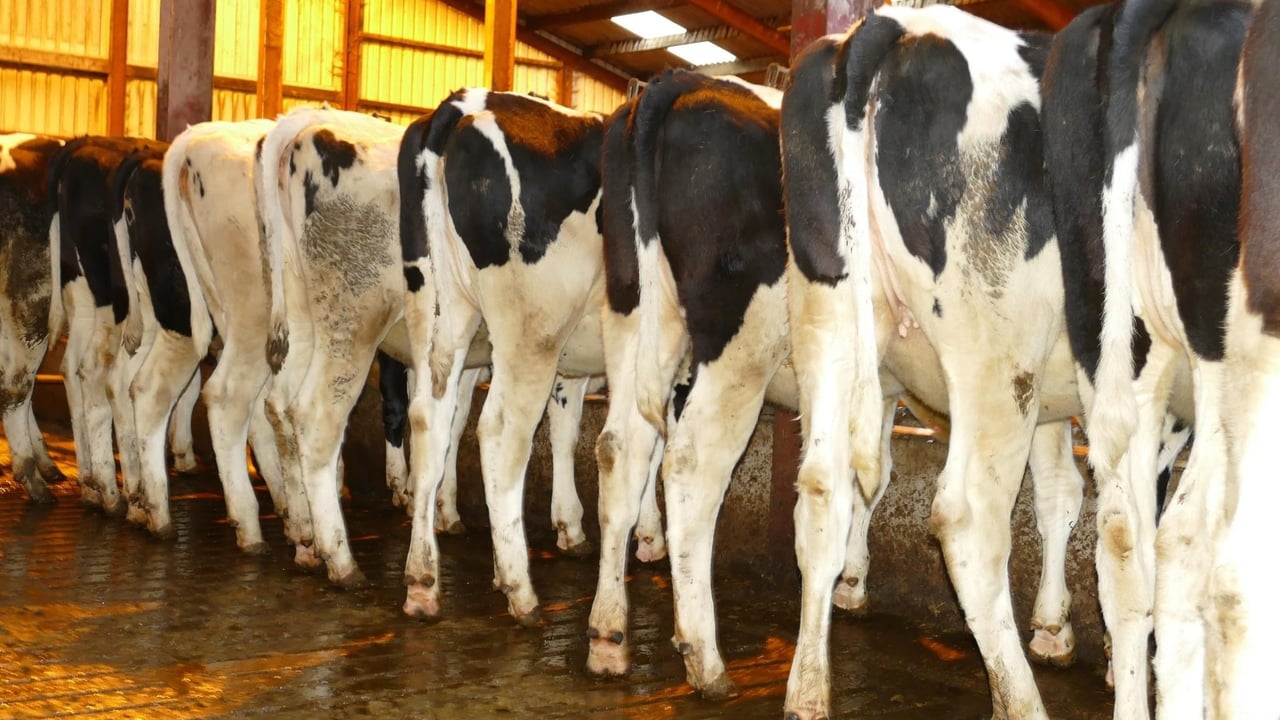 Willofarm dispersal sale brings top price of 2,700gns