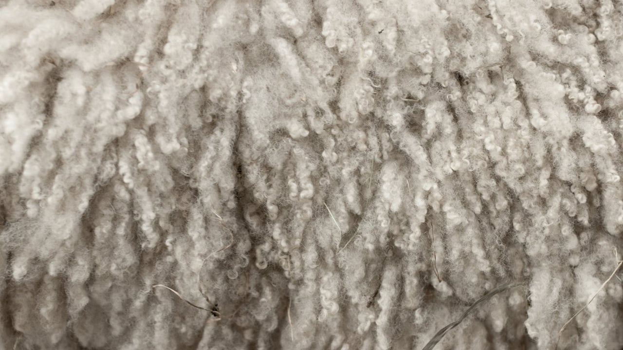 British Wool to elect regional representative for NI