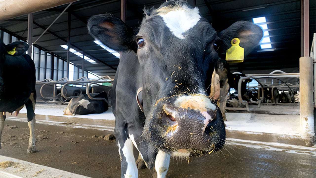 BVD positives at lowest rate in Northern Ireland