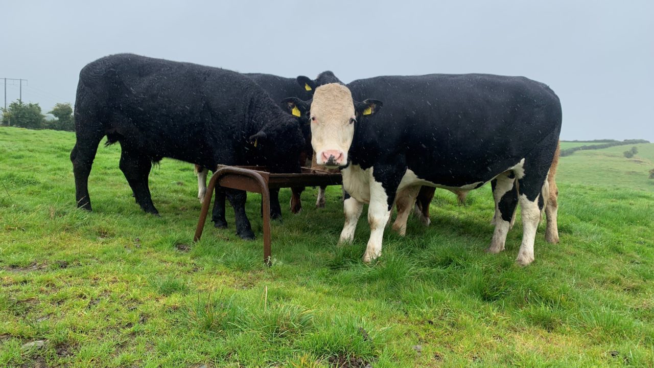 AHDB ‘disappointed’ over missing evidence in bovine TB documentary