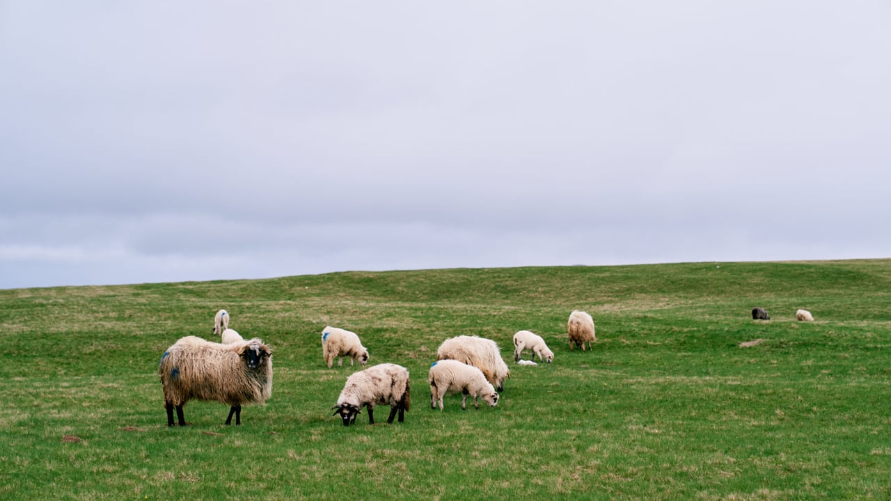 Number of dog attacks on livestock in Northern Ireland doubles