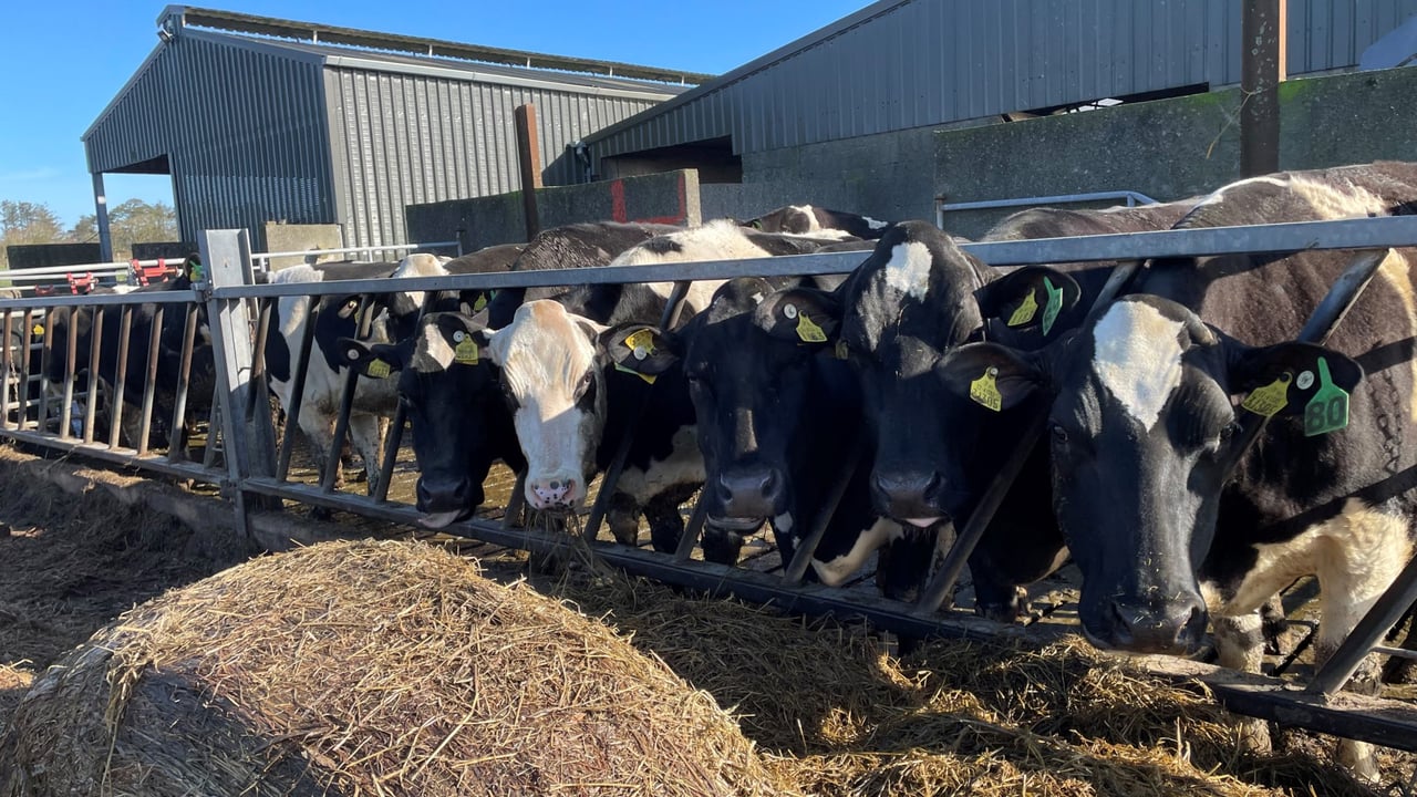 Focus on silage quality for better milk margins – dairy expert