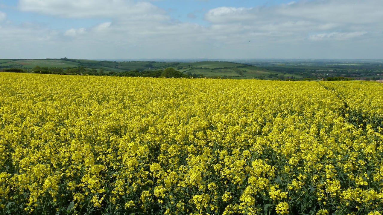 AHDB welcomes 8 new cereals and oilseeds Monitor Farms