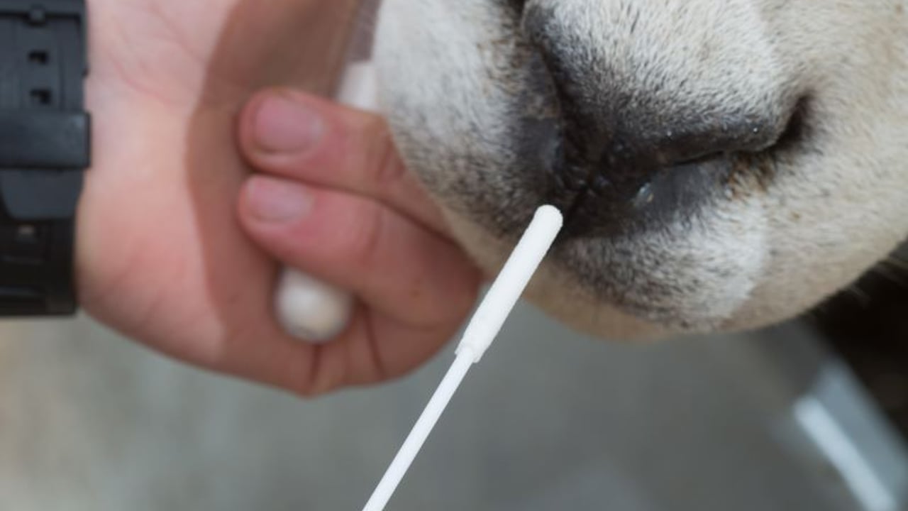 Texel Sheep Society to introduce routine genomic evaluations