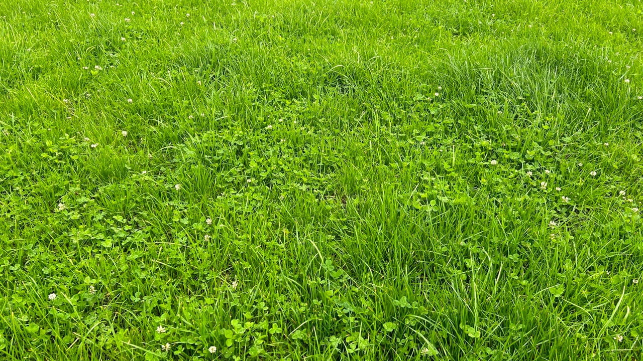 Identifying paddocks suitable for clover establishment