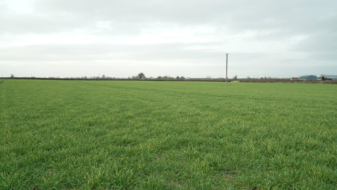 Little winter crop sown on farms – CAFRE