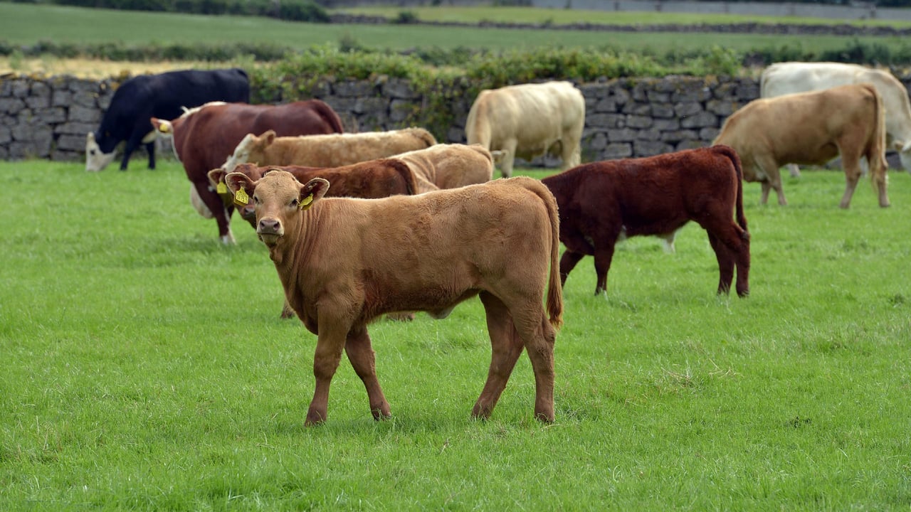 CAFRE to host Beef Carbon Reduction Scheme meetings