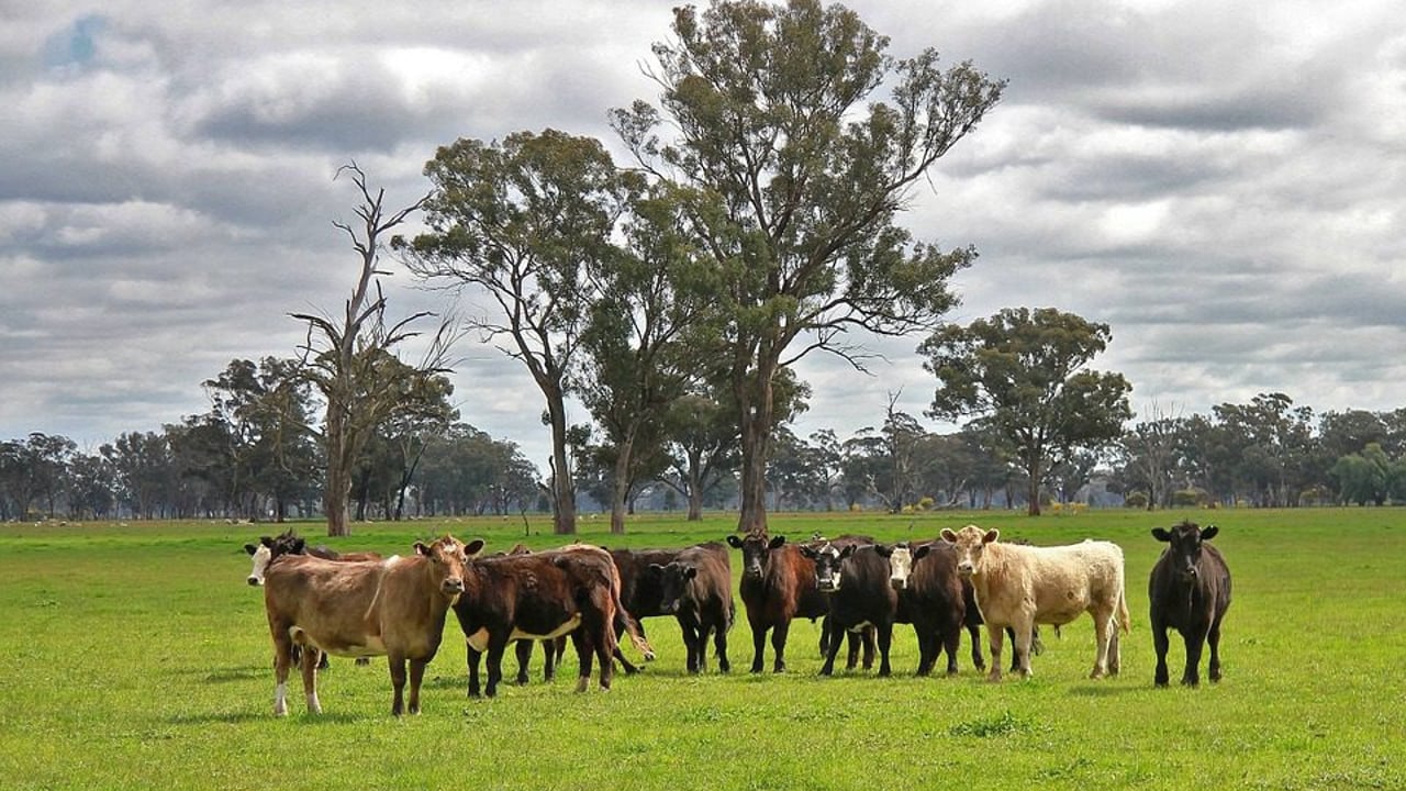 Survey reveals ‘optimism’ among Australian beef producers