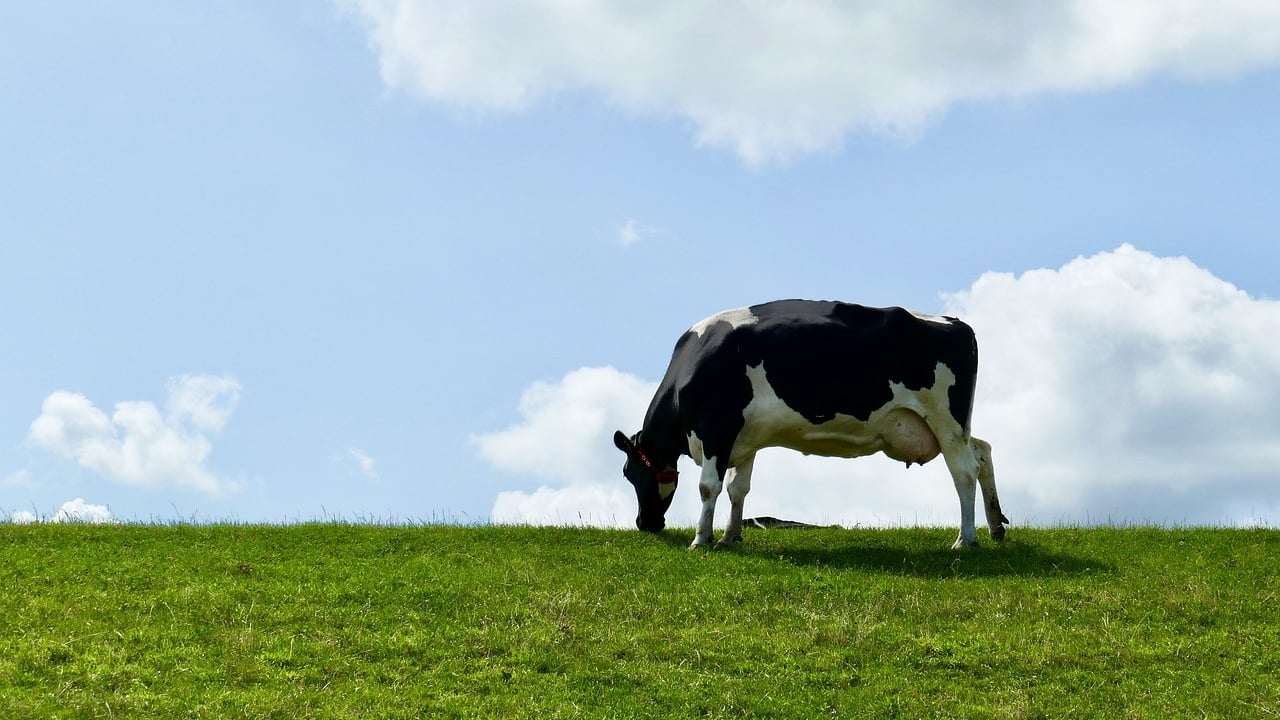 AHDB submits complaint to BBC over bovine TB documentary