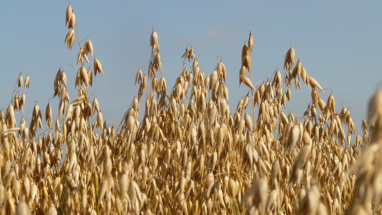 Tillage: Reducing threat of mycotoxins within cereal crops