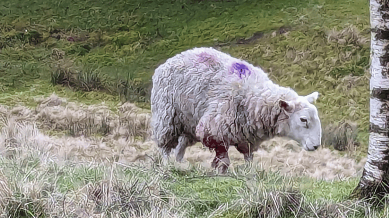 Pregnant ewe put down after suspected dog attack