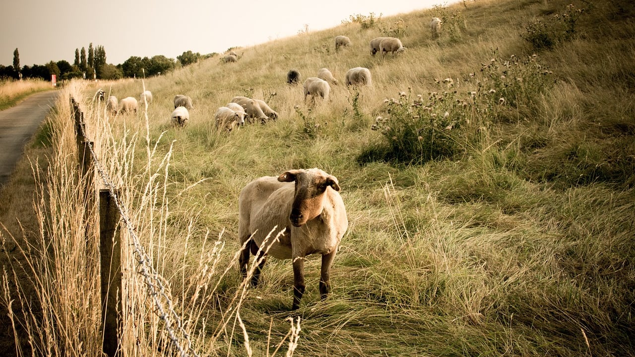 Scarcity of skilled shearers poses challenge for Australian lamb