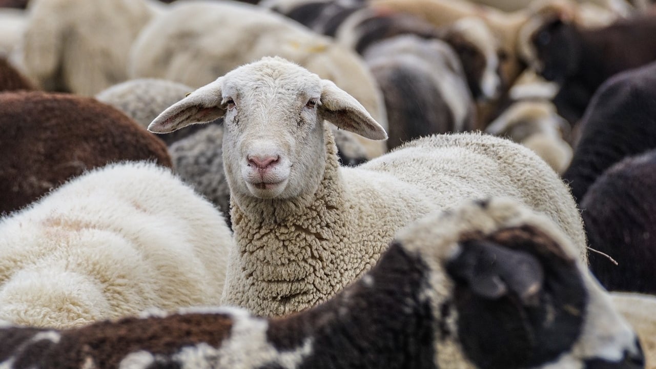 RamCompare seeks new commercial farms for progeny testing