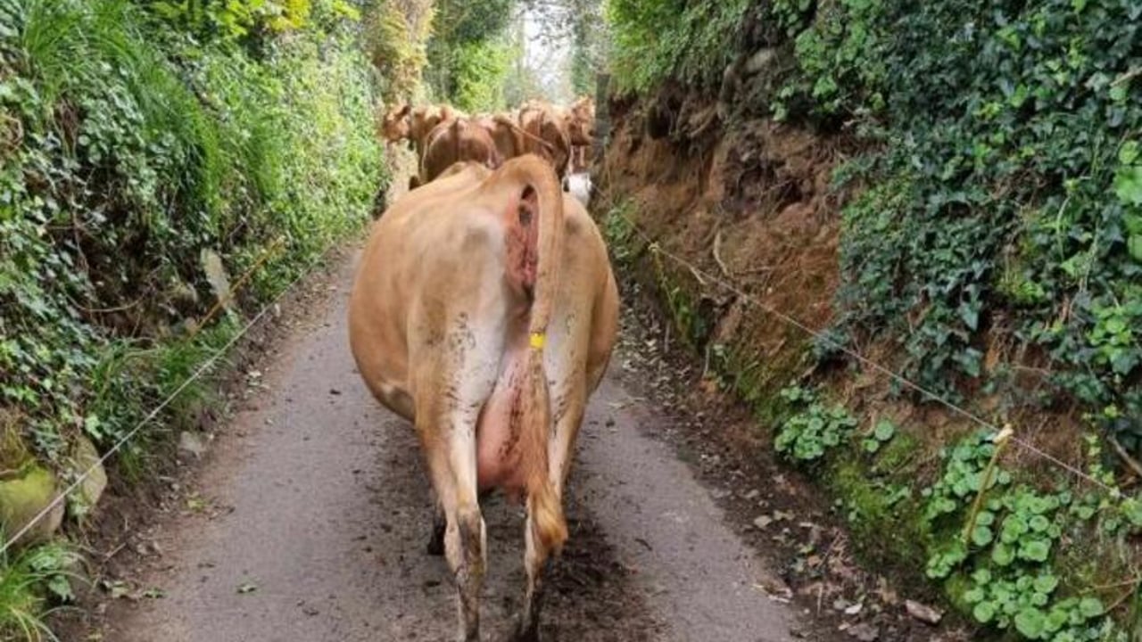 ‘Stray cows’ escape from farm and turn themselves into GSPCA