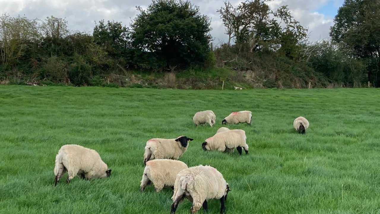 ‘Greater proportion of ewe lambs’ for slaughter than breeding in UK