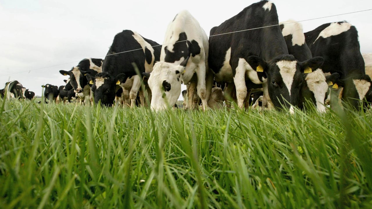 Maintaining high quality grass as growth rates continue