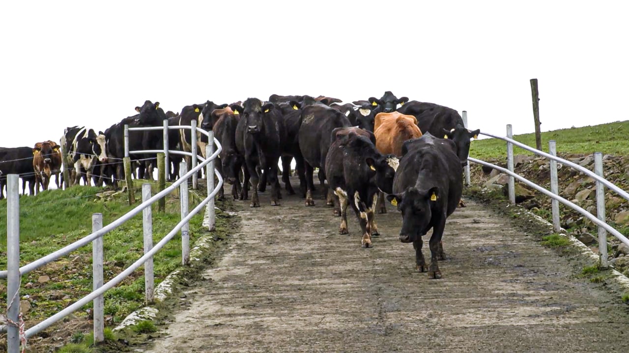 Autumn calving: Assessing BCS and selecting for SDCT