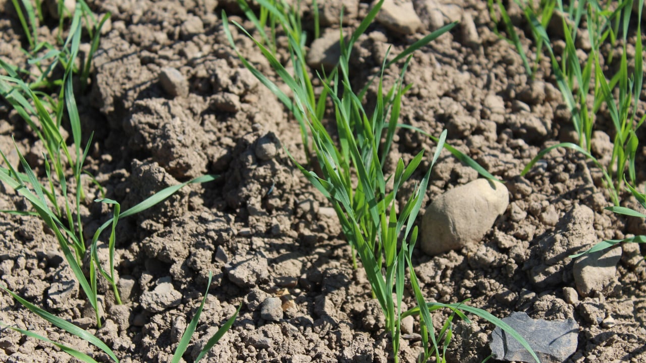 NI farmers report strong plant counts in spring cereal crops