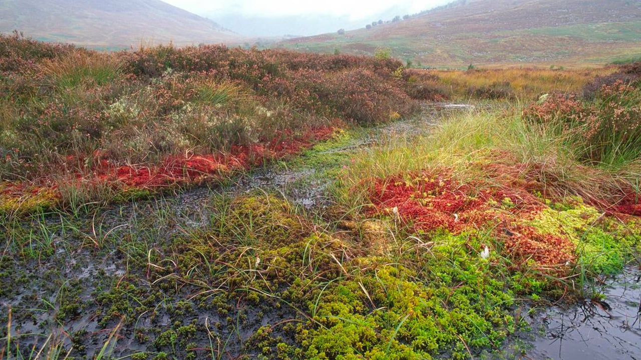 Climate charity aims to tackle peatland degradation