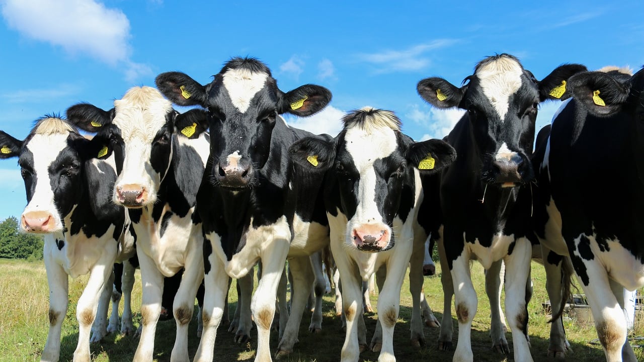 Govt sets out bluetongue disease control framework