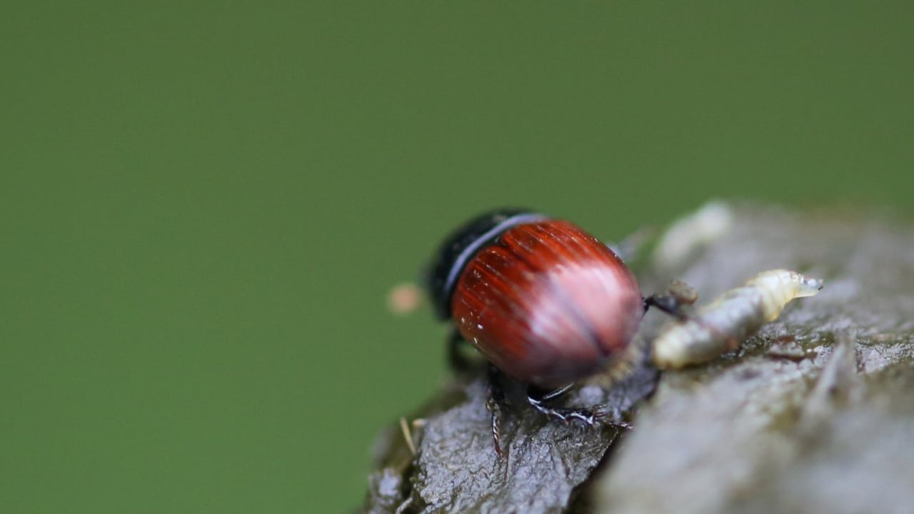 First Milk supports event centred on benefits of the dung beetle