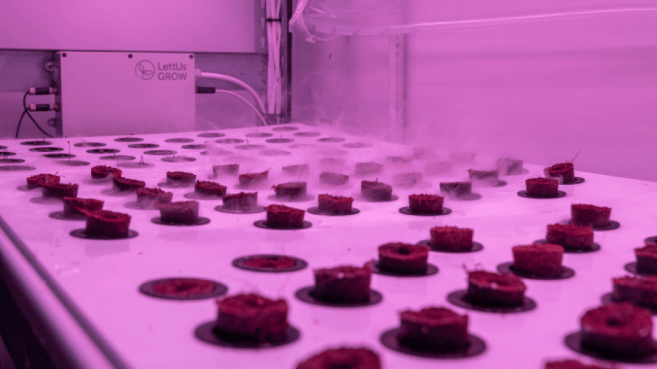 University of Essex grows onions in ‘bright pink shipping containers’