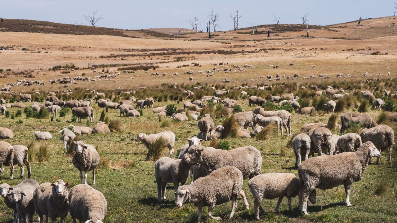 Australian bill aimed at ending live sheep exports moves forward