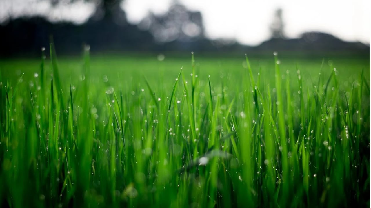 DAFM: No ‘clear proof’ of fertiliser bought in NI not declared in ROI