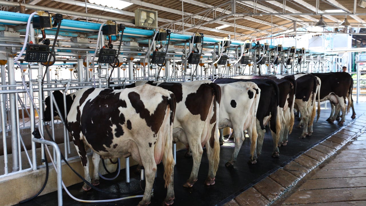Farm orgs query Tirlán on milk price paid to farmers in NI