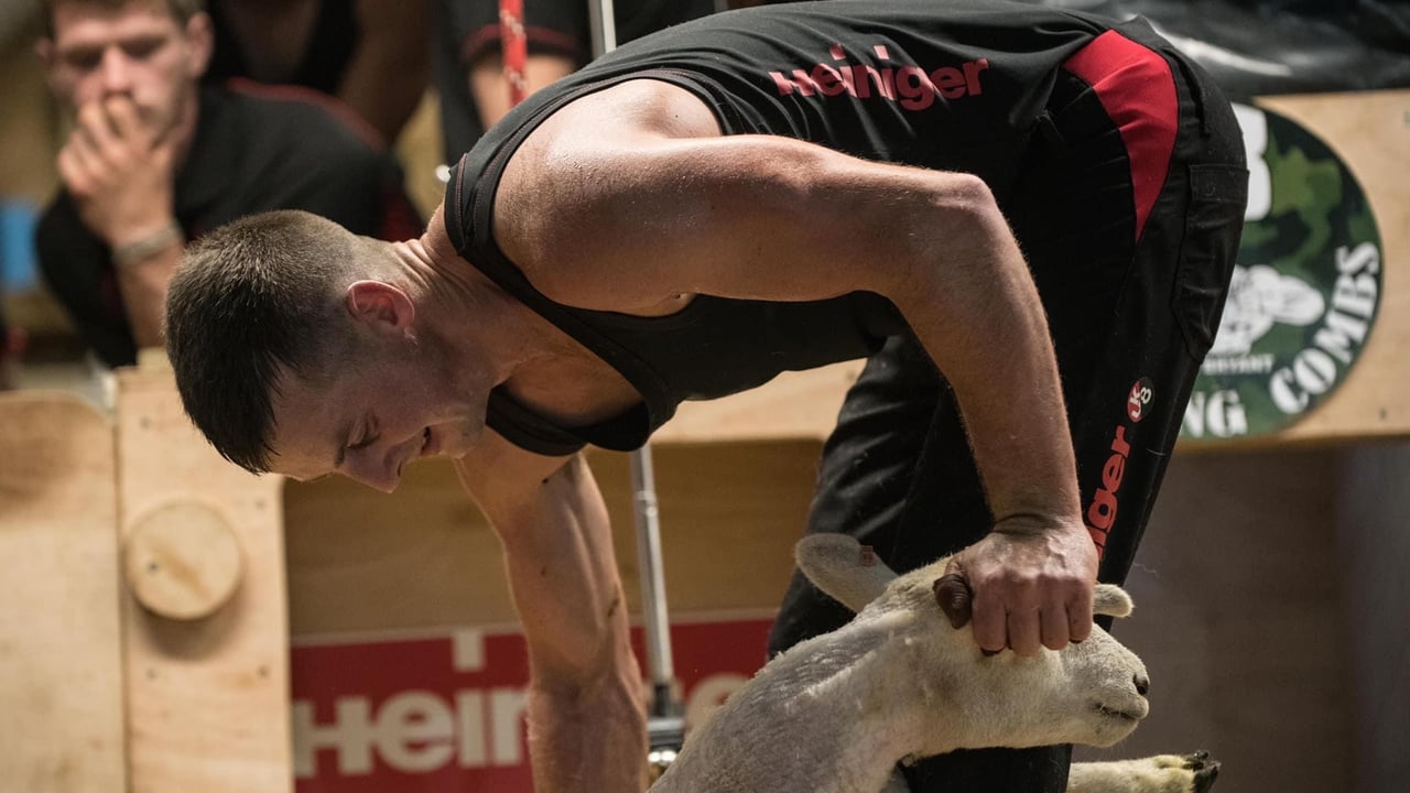 Staffordshire shearer prepares to set World Shearing Record