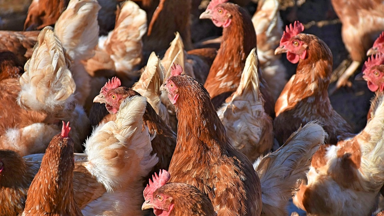 Poultry to account for 41% of protein consumed from meat in 2032