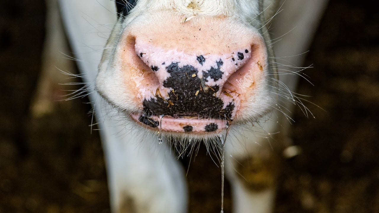 Mad cow disease identified in Scotland