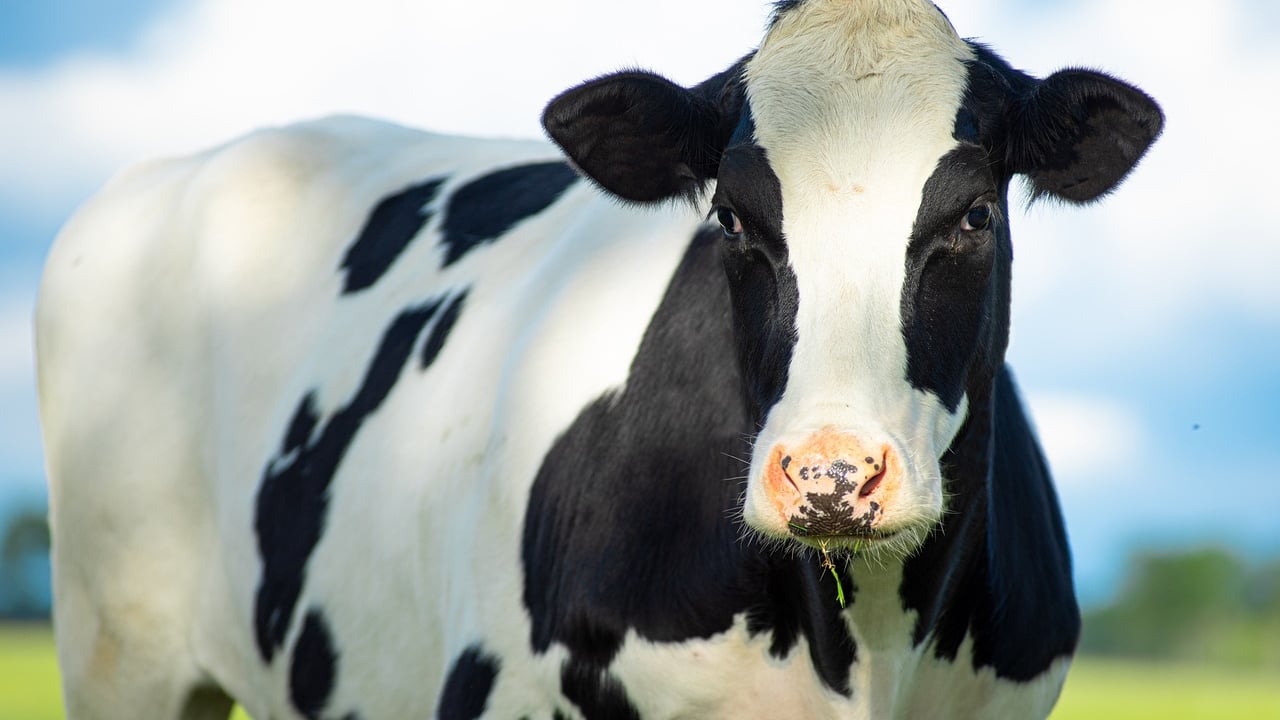 Would you drink vodka from milk carton-inspired packaging?