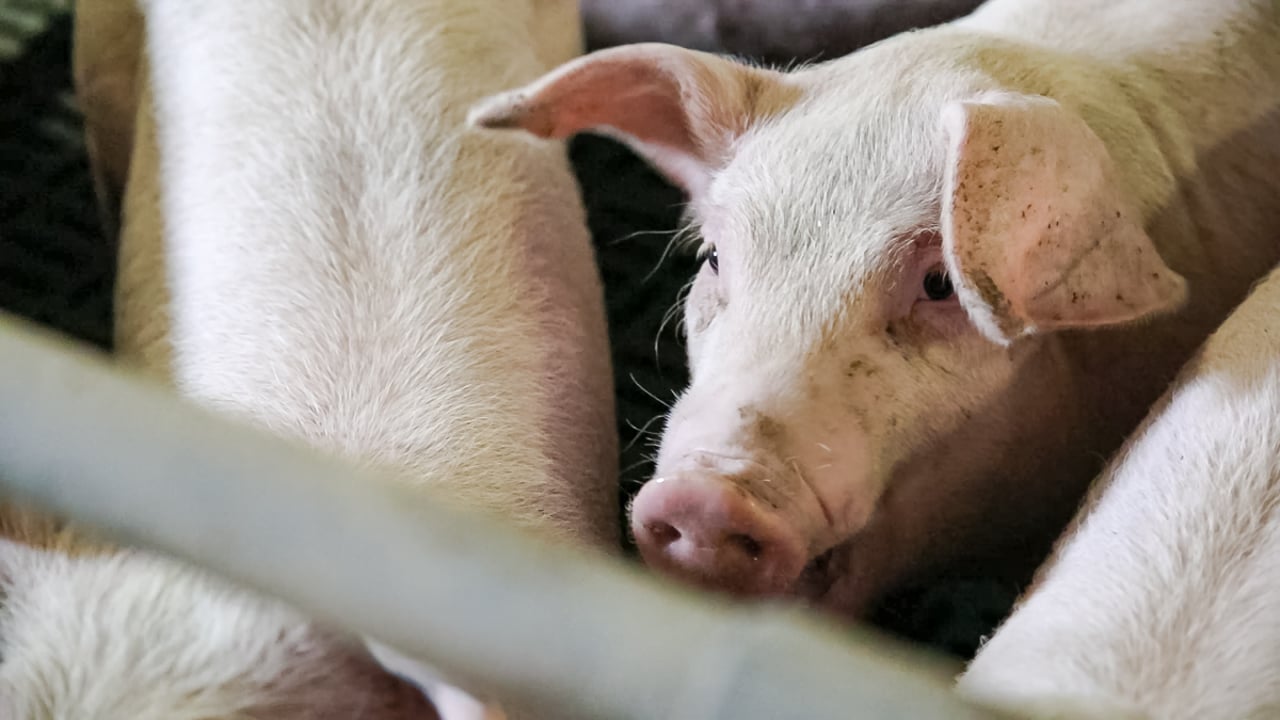Germany produces 3.4m tonnes of meat in first half of 2024