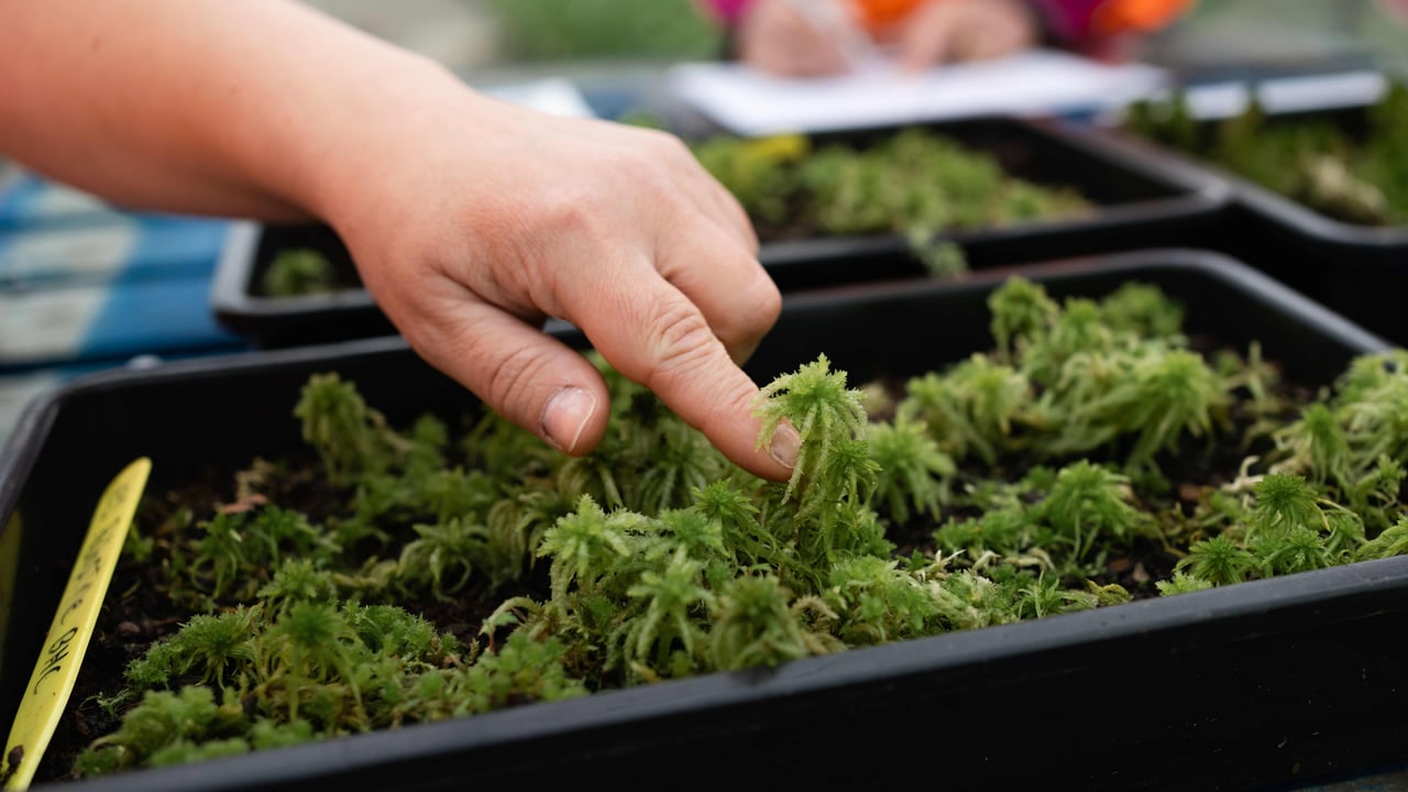 Research shines light on Welsh moss picking industry   