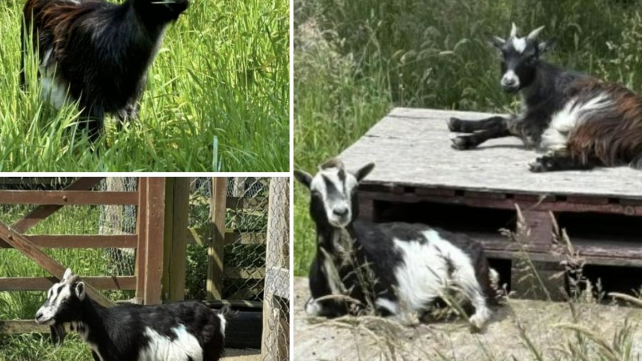 RSPCA returns 2 stolen goats to ‘relieved owners’ with 2 more still missing