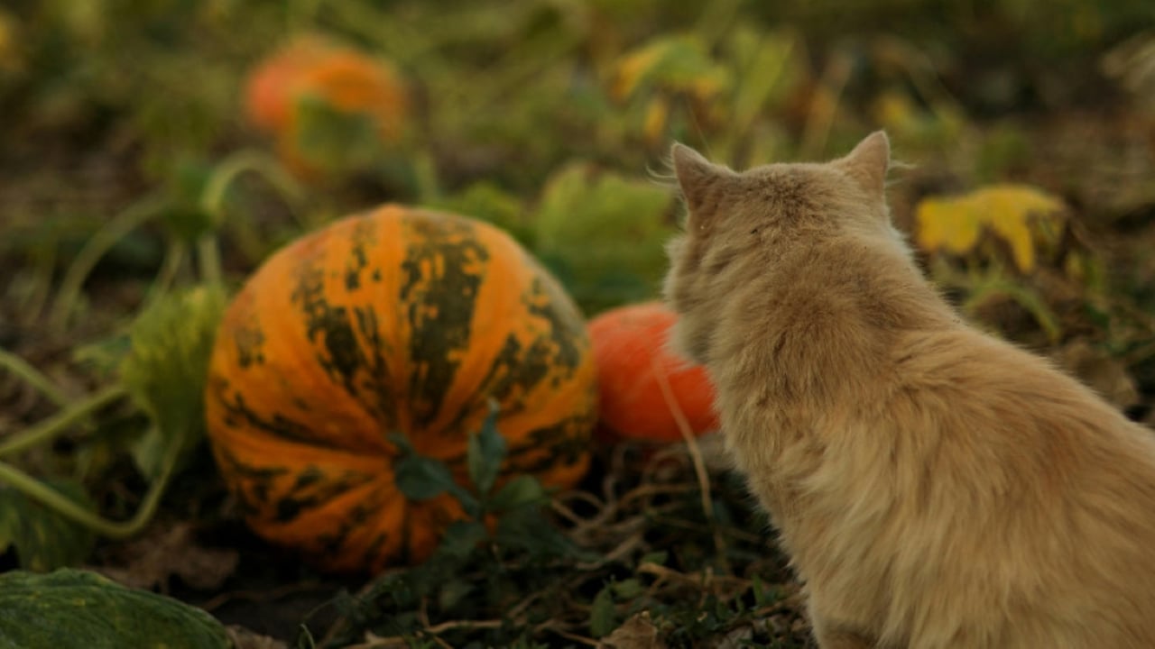 Farmers asked for views on reintroducing wildcats in Devon