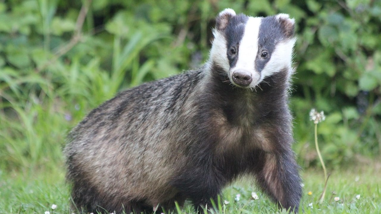 Farmer-led TB study shows badger vaccination is ‘achievable’
