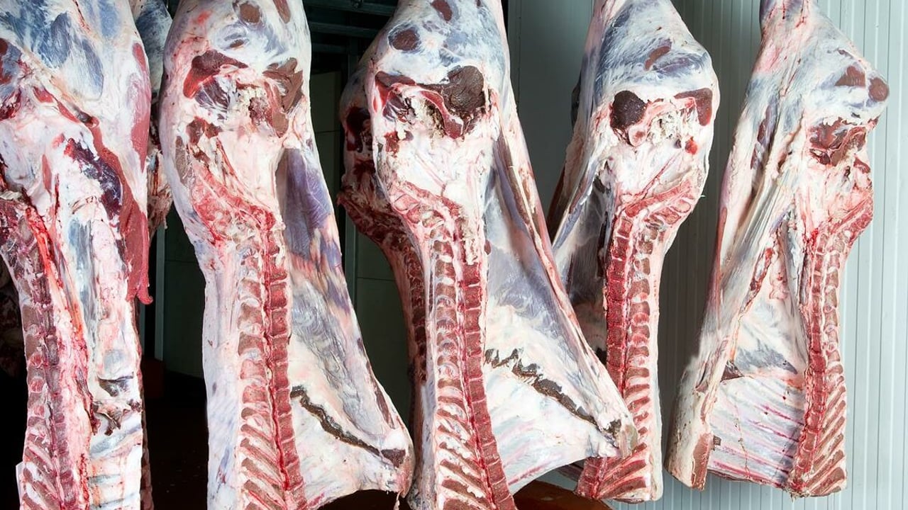 NI beef carcase weights remain strong as Irish weights decline